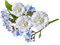 Spring Flowers - δωρεάν png κινούμενο GIF