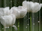 white tulips Nitsa Papakon - Gratis geanimeerde GIF geanimeerde GIF