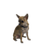 Chihuahua - nemokama png animuotas GIF