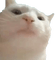 CatJam vibing cat - безплатен png анимиран GIF