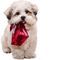 Tournesol94 chien - PNG gratuit GIF animé