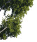 arbol - Free PNG Animated GIF