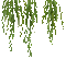 Pflanze - Nemokamas animacinis gif animuotas GIF