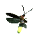 Firefly, Lightning Bug - Ilmainen animoitu GIF animoitu GIF