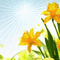 background animated flowers - Free animated GIF Animated GIF