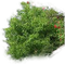 Pflanze - gratis png geanimeerde GIF