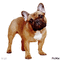 dog - Ingyenes animált GIF animált GIF