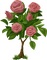 Kaz_Creations Rose-Tree - gratis png geanimeerde GIF