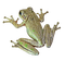 sammakko, matelija - nemokama png animuotas GIF