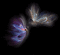 farfalle - Bezmaksas animēts GIF animēts GIF