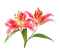 Salomelinda fleur ! - PNG gratuit GIF animé