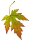 Herbst, Blatt, - δωρεάν png κινούμενο GIF