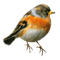 Kaz_Creations Birds Bird - zdarma png animovaný GIF