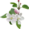Apple Blossom - png gratis GIF animasi