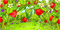 strawberry field - Free animated GIF Animated GIF