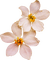 autumn white flowers flower kikkapink - png gratis GIF animado
