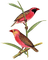 loly33 oiseaux - PNG gratuit GIF animé