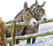 Esel im Winter - zdarma png animovaný GIF