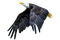 kotka, eagle - Free PNG Animated GIF