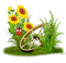 sunflowers wheel grass tournesol