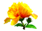 fleur hibiscus yellow, Pelageya - PNG gratuit GIF animé