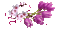Spring Flowers - 無料のアニメーション GIF アニメーションGIF