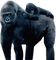 gorila