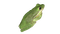 Big frog chilling - bezmaksas png animēts GIF