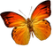 Kaz_Creations Butterfly