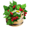 raspberries bp - бесплатно png анимированный гифка