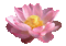 lotus flowers bp - GIF animé gratuit GIF animé