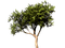Дерево - ingyenes png animált GIF