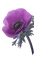 fleur anémone mauve - Free PNG Animated GIF
