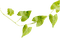 leaf- bransh-minou52 - zadarmo png animovaný GIF