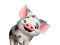 pig bp - PNG gratuit GIF animé