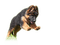 Rena Schäferhund Welpen - gratis png animeret GIF