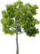 Baum - png gratis GIF animado