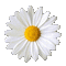 Nina flower - Gratis geanimeerde GIF geanimeerde GIF