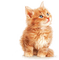 chat - 無料png アニメーションGIF
