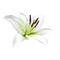 kikkapink deco scrap white flower - PNG gratuit GIF animé