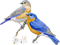 Vögel - kostenlos png Animiertes GIF