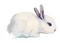 Hare----rabbit - kostenlos png Animiertes GIF