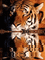 tigre - Безплатен анимиран GIF анимиран GIF