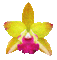 yellow glitter flower - GIF animasi gratis GIF animasi