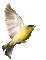 Yellow Bird in Flight Faster - GIF animé gratuit GIF animé