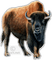 bison - png gratuito GIF animata