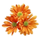 orange-flowers - PNG gratuit GIF animé