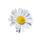 Kwiat stokrotka 6 - ingyenes png animált GIF