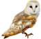 kikkapink autumn owl - ilmainen png animoitu GIF