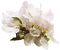 Flowers white bp - darmowe png animowany gif